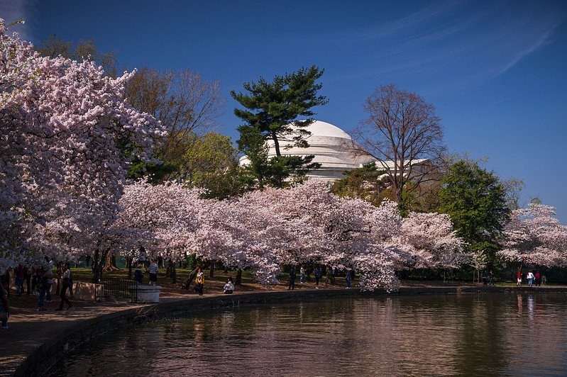 Cherry blossoms blooming with the Jefferson Memorial in the background.