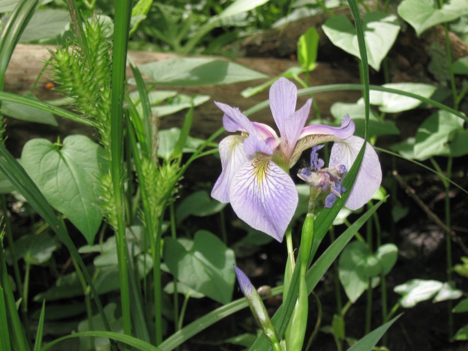 Purple Flower