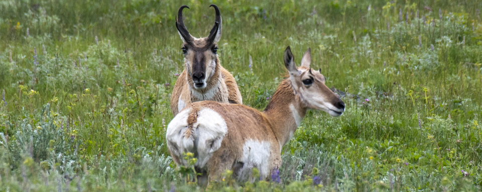 Two pronghons standing in a green field. The male is looking straight at the viewer.