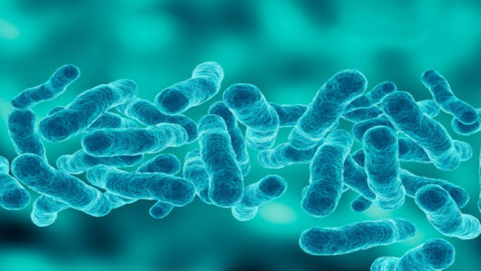 Magnified image of a microbial drinking water contaminant