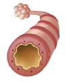 a normal airway before an asthma attack