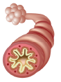 an airway during an asthma attack