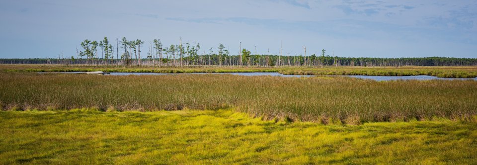 photo of a wetland