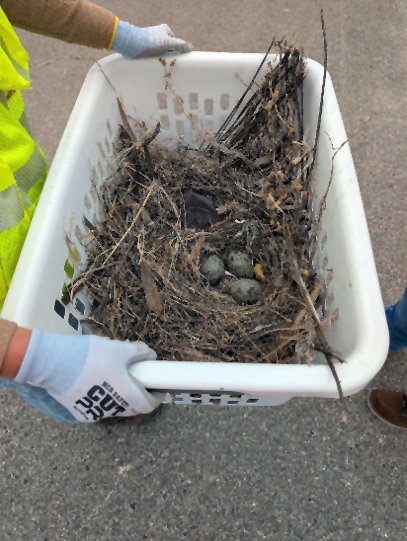 State wildlife experts moving a seagull nest to a safe location.