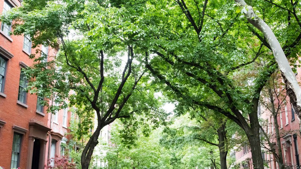 Urban Trees
