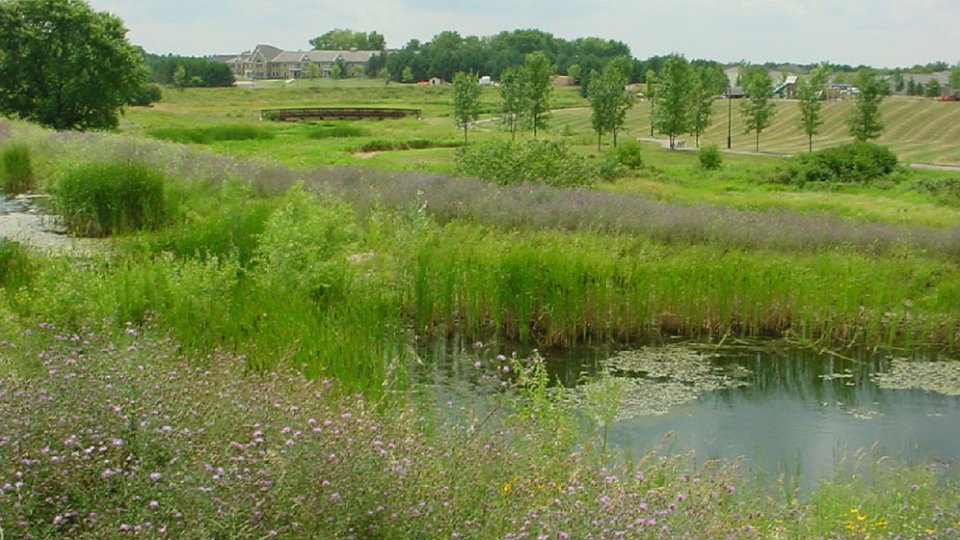 Constructed Wetlands