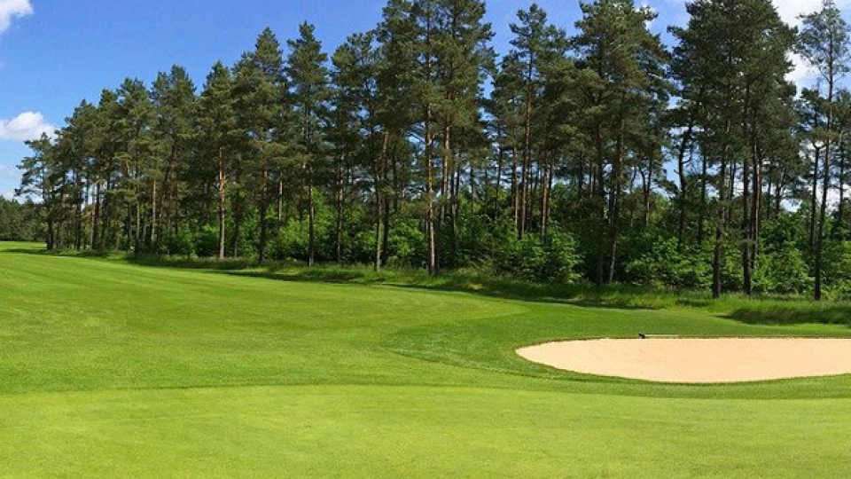 Golf course with pine trees.
