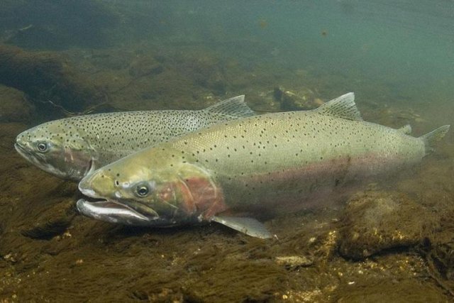 steelhead fish in water