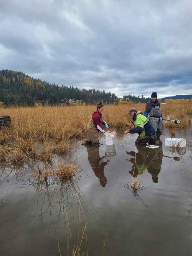 EPA researcher Amy Rice, Idaho Fish and Wildlife’s Steve Sluka, and EPA researcher Matt Noerpel are in a marsh near the Coeur d’Alene River taking samples using core tubes. Photo credit: Todd Luxton