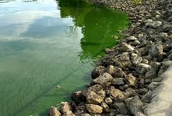 Cyanobacterial harmful algal bloom on Lake Harsha in Ohio.