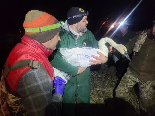 Mark Jankowski (Region 10) and David Van de Riet (Idaho Department of Fish and Game) handling a Tundra Swan captured at Hepton Pond on the Coeur d’Alene Reservation, Photo courtesy of Todd Luxton.