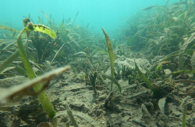 Thalassia bed recovering from a “prop scar” showing growth of new T. testudinum shoots, coralline green algae, and Caulerpa sp.