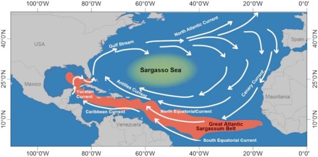 sargarrum map