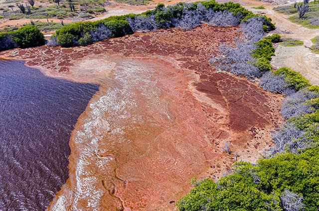 Sargassum weed