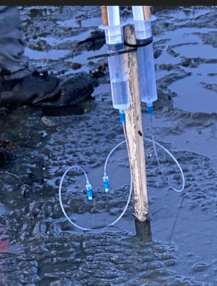 Rhizons, buried 15-cm in the sediment, attached to the syringe collection vials with tubing.