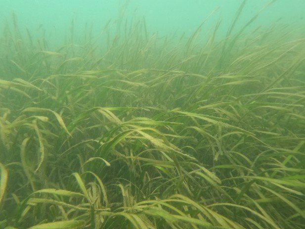 Underwater photograph of Zostera marina (photo by J. Kaldy)