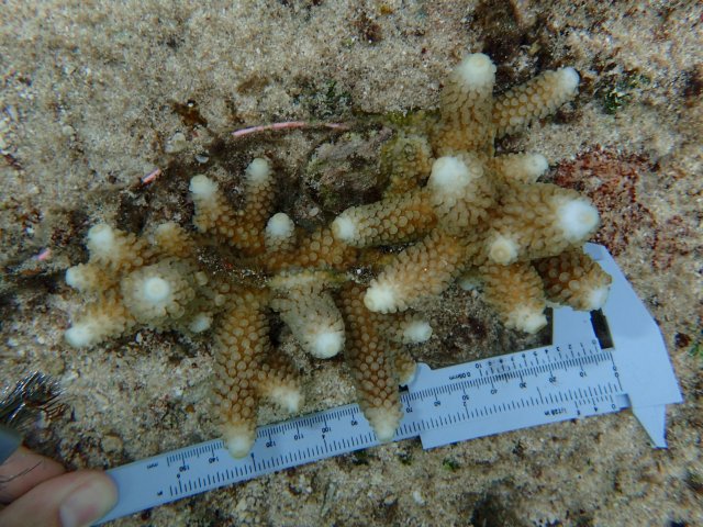 A ruler is used to measure a transplanted coral colony.