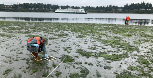 Survey worker kneeling in eelgrass bed at low tide.