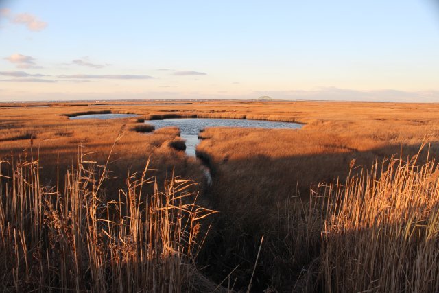 Coastal grasses with pockets of water