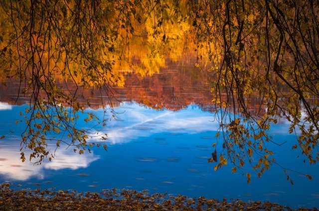 water with reflection of trees