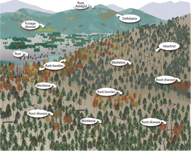 Common and natural BDAs in a western U.S. coniferous forest landscape. Source: Figure 1 in Shaw et. al..