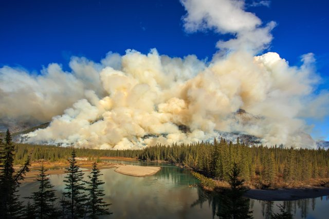 Wildfire smoke billowing from a hilltop over a forest.