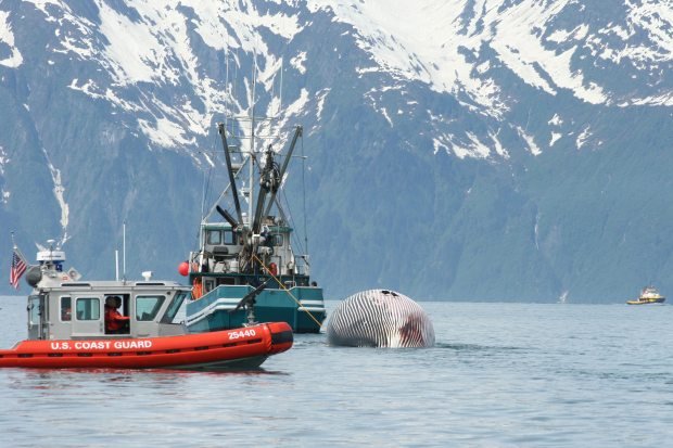Vessel towing a gray whale carcass for ocean disposal