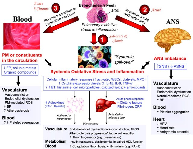 Depicts the three primary pathways by which PM2.5 can initiate health effects (i.e., oxidative stress and inflammation, translocation of particles out of the lungs into the blood where they can affect other organ systems and perturbations of the autonomic nervous system) Scientific evidence indicates that the primary pathways can lead to various health effects such as changes in vasculature, metabolism, blood, and heart function.
