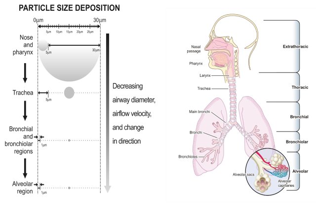 Where particles deposit in the respiratory tract depends on their size. Larger particles generally > 5 µm deposit in the upper respiratory tract; whereas, smaller particles in the PM2.5 size range can reach the lower respiratory tract including the alveolar region.