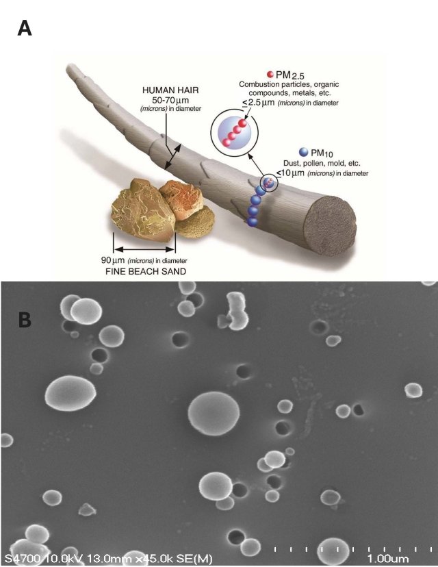 A: Both PM10 and PM2.5 represent a distribution of particles that have an aerodynamic diameter that is less than or equal to 10 µm or 2.5 µm. This figure compares the different PM size fractions to the diameter of a human hair and beach sand. PM2.5 is about thirty times smaller than the diameter of a human hair.  B: PM particles come in different shapes and sizes in wildfire smoke