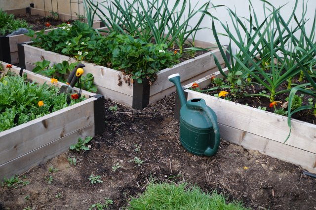 A watering can in a garden