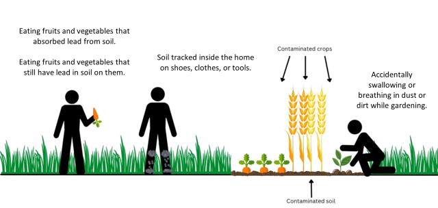 The diagram shows ways people may be exposed to lead while gardening: Eating fruits and vegetables that absorbed lead from soil.  Eating fruits and vegetables that still have lead in soil on them. Tracking soil inside the home on shoes, clothes, or tools.  Accidentally swallowing or breathing in contaminated dust or dirt while gardening.