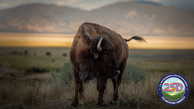 A lone bison standing in a field with mountain in the distance.