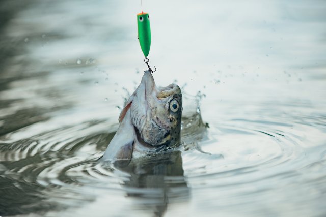 Fish on a hook with lure