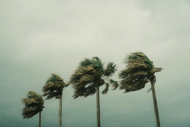 Palm trees during a hurricane
