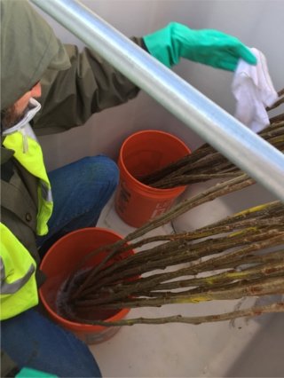 Photograph showing inoculation of hybrid poplar trees with PD1 one day before installation in totes. Inoculation occurred in an unfilled tote to decrease the impact of wind on the inoculation process. Source: Photograph by James Landmeyer, USGS