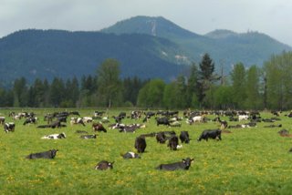 Pasture-Based Management