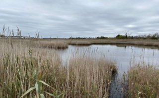 Alternate view of Belle Isle Salt Marsh 