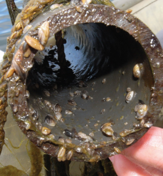 Zebra Mussels