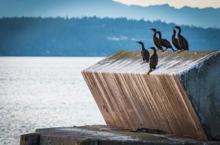 A flock of bird sitting on a concrete block next to a large body of water