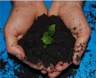 Hands holding soil with a small seedling in the center, against a blue background