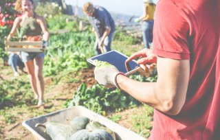 People working in a garden