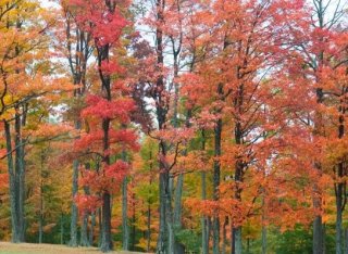 Trees changing colors to yellows and reds
