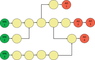 An AOP network consists of multiple AOPs linked by shared KE “nodes” (circles) that are connected by KER “edges” (arrows). This figure shows an AOP network of seven AOPs. Each AOP starts with a MIE and ends with an AO. The same MIE or AO can be part of multiple AOPs.