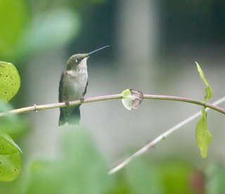 Ruby throated hummingbird