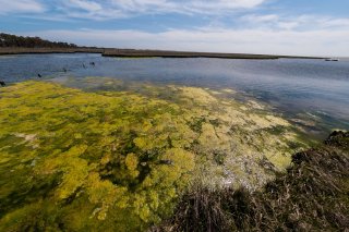 A photo of a harmful algal bloom in water.