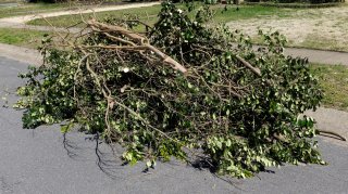 Cut Tree Branches Stacked at Curb