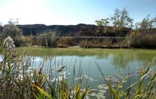 Pond with wetland plants on the banks