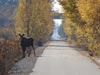 A moose stands alongside a trail in a forested area.