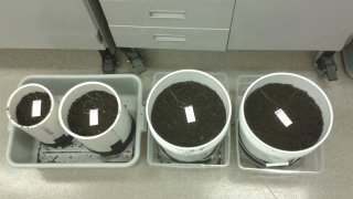 Four white buckets filled with soil for testing.